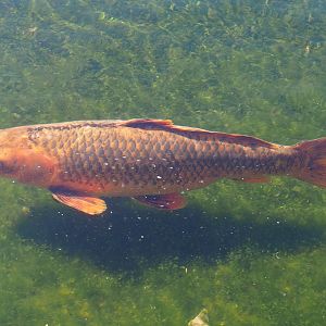 Koi (Cyprinus rubrofuscus), 2023-05-31