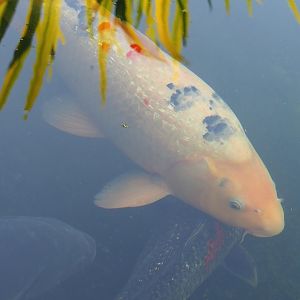 Koi (Cyprinus rubrofuscus), 2023-05-31