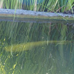 White Wels catfish (Silurus glanis), 2023-05-31