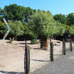 Eastern grey kangaroo and Parma wallaby paddock, 2023-05-31