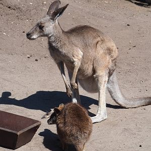 Eastern grey kangaroo (Macropus giganteus) and Parma wallaby (Notamacropus parma), 2023-05-31