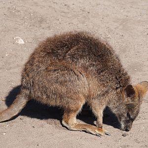 Parma wallaby (Notamacropus parma), 2023-05-31