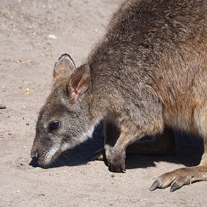 Parma wallaby (Notamacropus parma), 2023-05-31