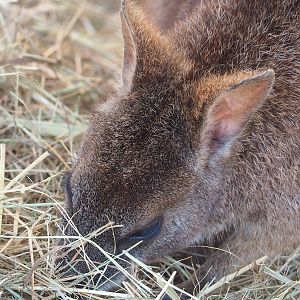 Parma wallaby (Notamacropus parma), 2023-05-31