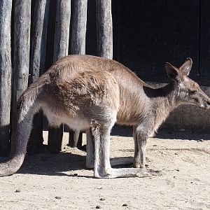Eastern grey kangaroo (Macropus giganteus), 2023-05-31