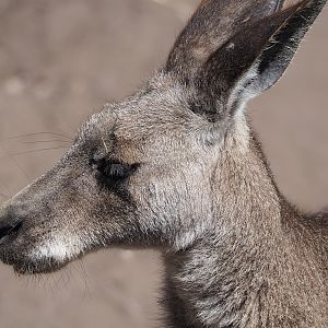 Eastern grey kangaroo (Macropus giganteus), 2023-05-31