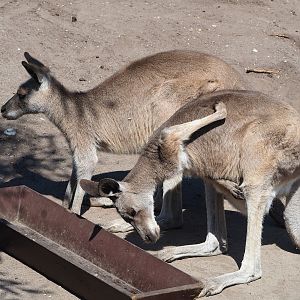 Eastern grey kangaroos (Macropus giganteus), 2023-05-31