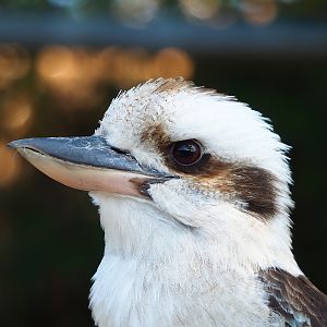 Laughing Kookaburra (Dacelo novaeguineae), 2023-05-31