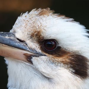 Laughing Kookaburra (Dacelo novaeguineae), 2023-05-31