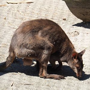 Dusky pademelon (Thylogale brunii), 2023-05-31