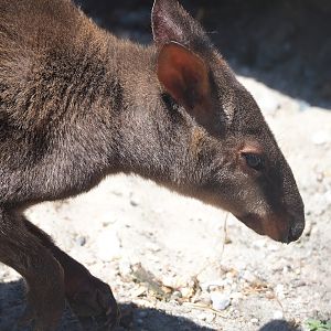 Dusky pademelon (Thylogale brunii), 2023-05-31