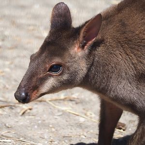 Dusky pademelon (Thylogale brunii), 2023-05-31