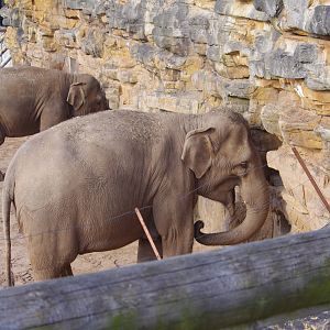 Indali and Sundara- Asian Elephants- 4/4/2023
