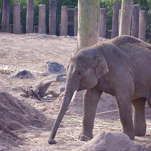 Anjan- Asian Elephant- 4/4/2023