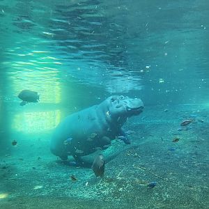 Adventure Aquarium - Hippopotamus