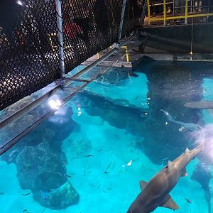 Adventure Aquarium - Walking the Shark Bridge