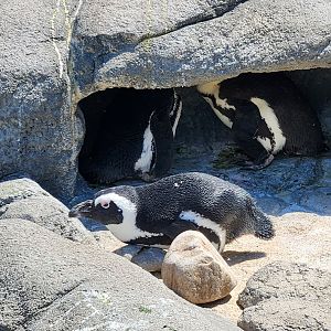 Adventure Aquarium - African Penguin