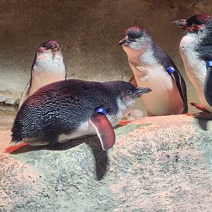 Adventure Aquarium - Fairy Blue Penguin