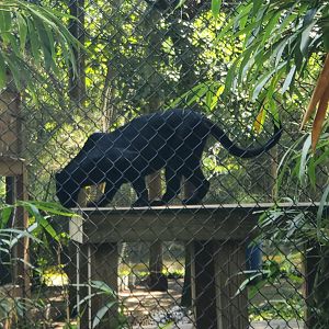 Cohanzick Zoo (2022) - Black Leopard