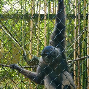 Cohanzick Zoo (2022) - Muller's Gray Gibbon
