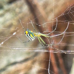 Leucauge argyrobapta