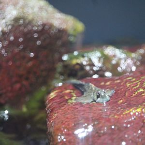 Leaping blenny (Alticus saliens)