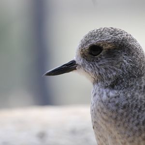 Black-bellied Plover (Pluvialis squatarola)