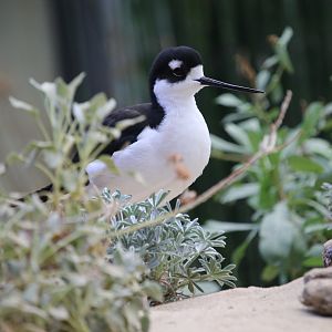 Black-necked Stilt (Himantopus mexicanus)