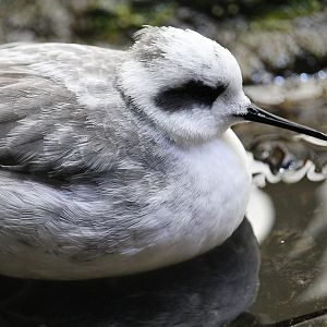 Red-necked Phalarope (Phalaropus lobatus)