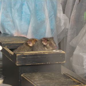 Roar & Snore 2010 - Common Ringtail Possums