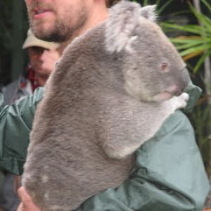 Roar & Snore 2010 - Northern Koala