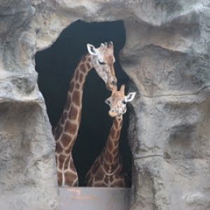 Taronga 2010 - Hybrid Giraffes