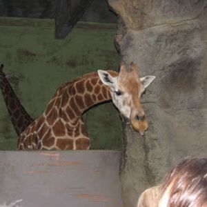 Roar & Snore 2010 - feeding the Giraffes