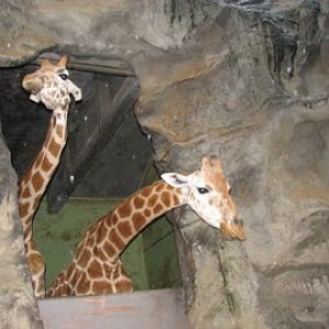 Roar & Snore 2010 - feeding the Giraffes