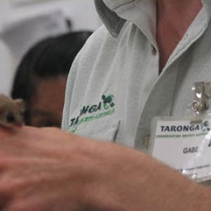 Roar & Snore 2010 - Feathertail Glider