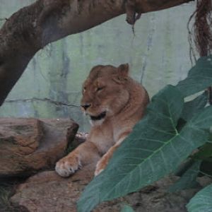 Taronga 2010 - African Lion