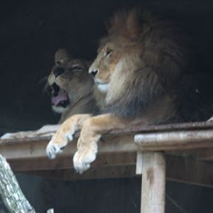 Taronga 2010 - African Lions