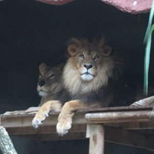 Taronga 2010 - African Lions