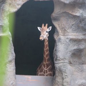 Taronga 2010 - Hybrid Giraffe