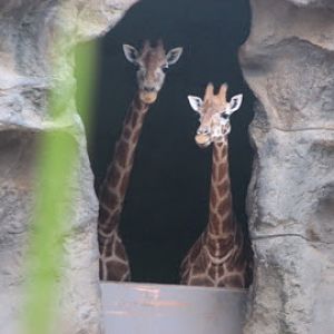 Taronga 2010 - Hybrid Giraffe