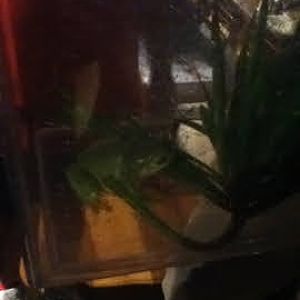 Roar & Snore 2010 - Green Tree Frog