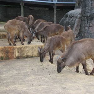 Taronga 2010 - Himalayan Tahr