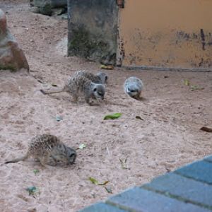 Taronga 2010 - Slender-tailed Meerkats