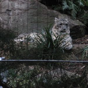 Taronga 2010 - Snow Leopard