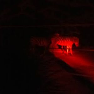 Roar & Snore 2010 - Plains Zebras at night