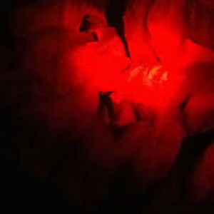 Roar & Snore 2010 - Himalayan Tahr at night