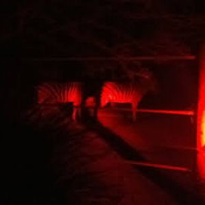 Roar & Snore 2010 - Plains Zebras at night