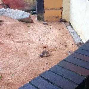 Taronga 2010 - Slender-tailed Meerkat exhibit