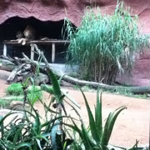 Taronga 2010 - African Lion exhibit