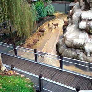 Taronga 2010 - Himalayan Tahr